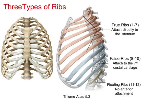 how many true ribs|The Ribs .